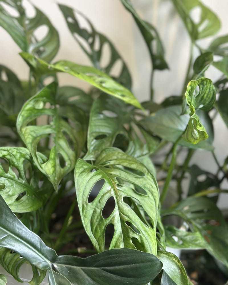 Tropical green Monstera leaves with natural holes, thriving indoors.